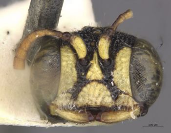 Media type: image;   Entomology 23544 Aspect: head frontal view